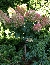 Hortensja bukietowa (Hydrangea paniculata) 